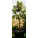 Pinus ponderosa 150