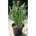 Buxus Semprevirens 30-40