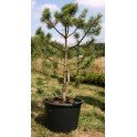 Pinus nigra 120